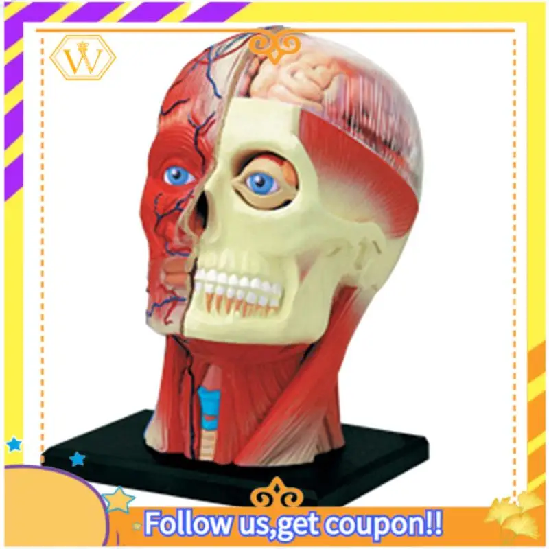 Latest--Torso Human Body Model Education Head Muscles Nerve Organs Model For Student Teaching Study Assembling Model