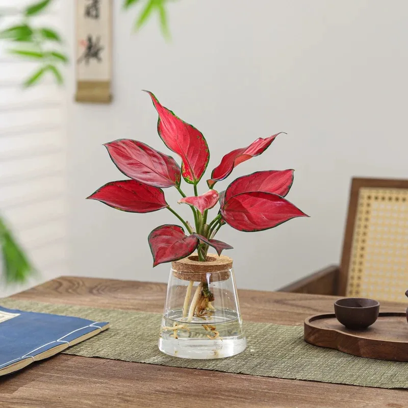 Mini-Vase, transparent, einfach, gut aussehende, ökologische Multi-Style-Flasche, Hydrokultur-Flasche, Pothos-Vase, Topfvase aus hochem Borosilikatglas, 1 Stück