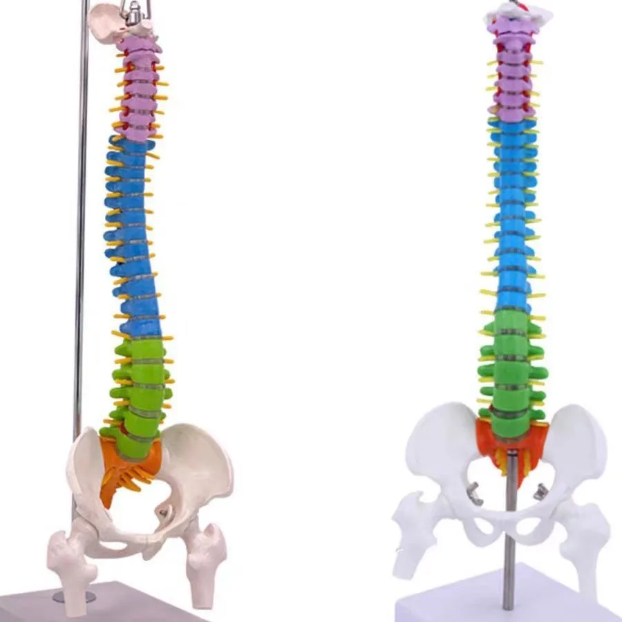 Curved colored human spine model, spinal pelvis, cervical vertebrae, thoracic vertebrae, lumbar vertebrae, orthopedic bones