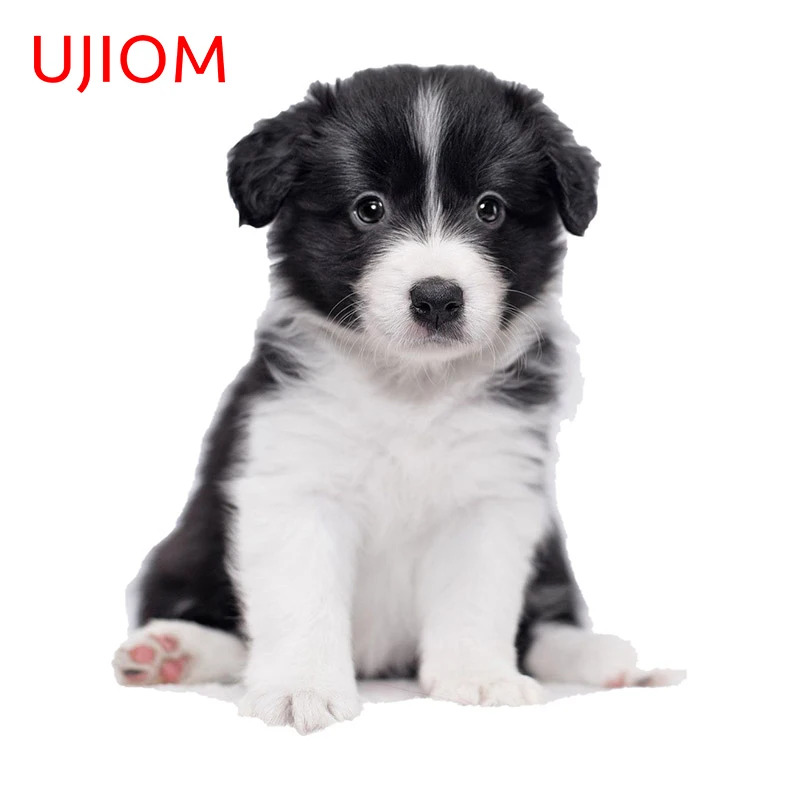 UJIOM 13cm X 11.1cm Border Collie Dog Decal Vinyl Home Decor Wall Sticker Kitchen Tile Drawer Waterproof Windows Sill Dress Up