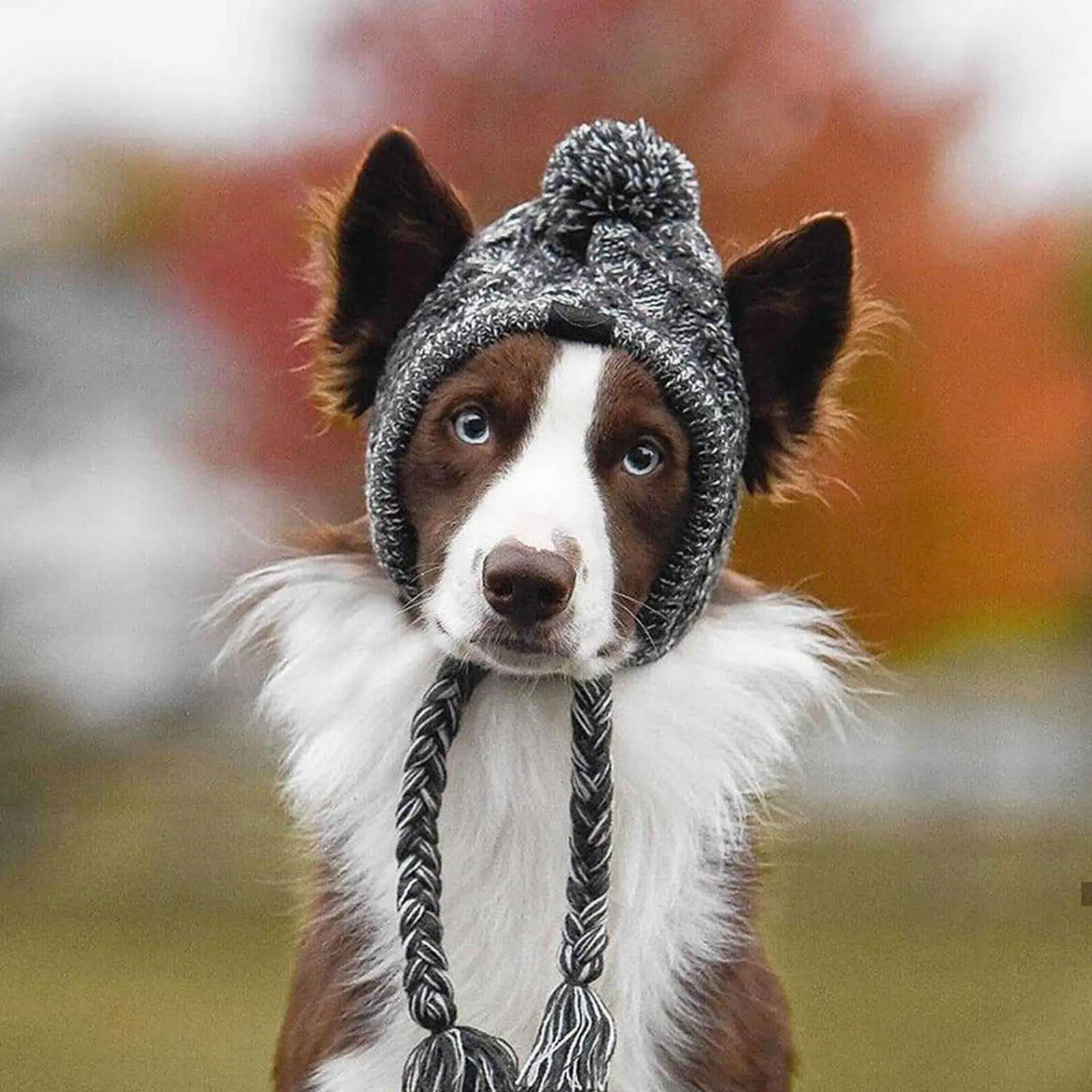 Winter Warm Dog Hats Windproof Knitting French Bulldog Hat For Dogs Chihuahua Hat Fluffy Ball Pet Hat Puppy Accessories