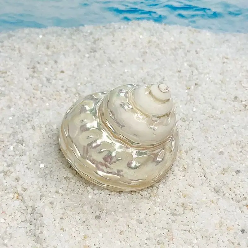 New Pearl Tower Snail Hermit Crab Natural Conch Shell Fish Tank Landscaping Home Decoration