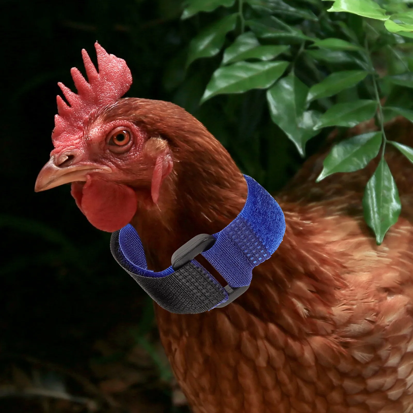 

8pcs Anti-crowing Collars Rooster Ducks Geese Soft Adjustable Poultry Neckbands Prevent Noise Stop Crowing Durable Material Safe