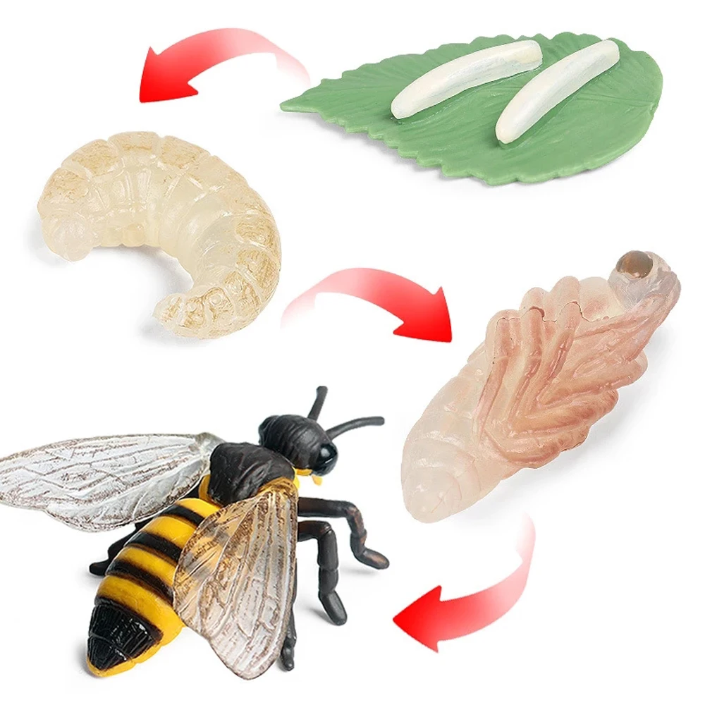 Butterfly Growth Cycle Spider Plastic Models Chicken Simulation Animals Action Figures Life Cycle Figurine Growth Cycle Model