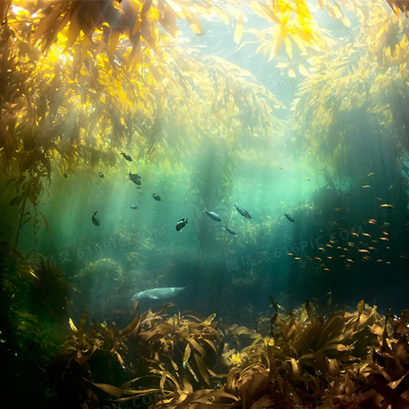 

Многофункциональные кухонные цифровые весы 10 кг со съемным подносом, механические весы из нержавеющей стали для выпечки, приготовления еды