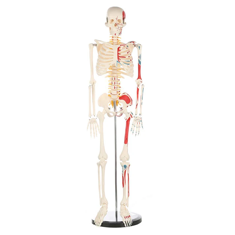 

Human Skeleton Anatomy Model with Metal Stand 85CM Tall with Removable Arms and Legs Numbered Muscle Insertion and Origin Points