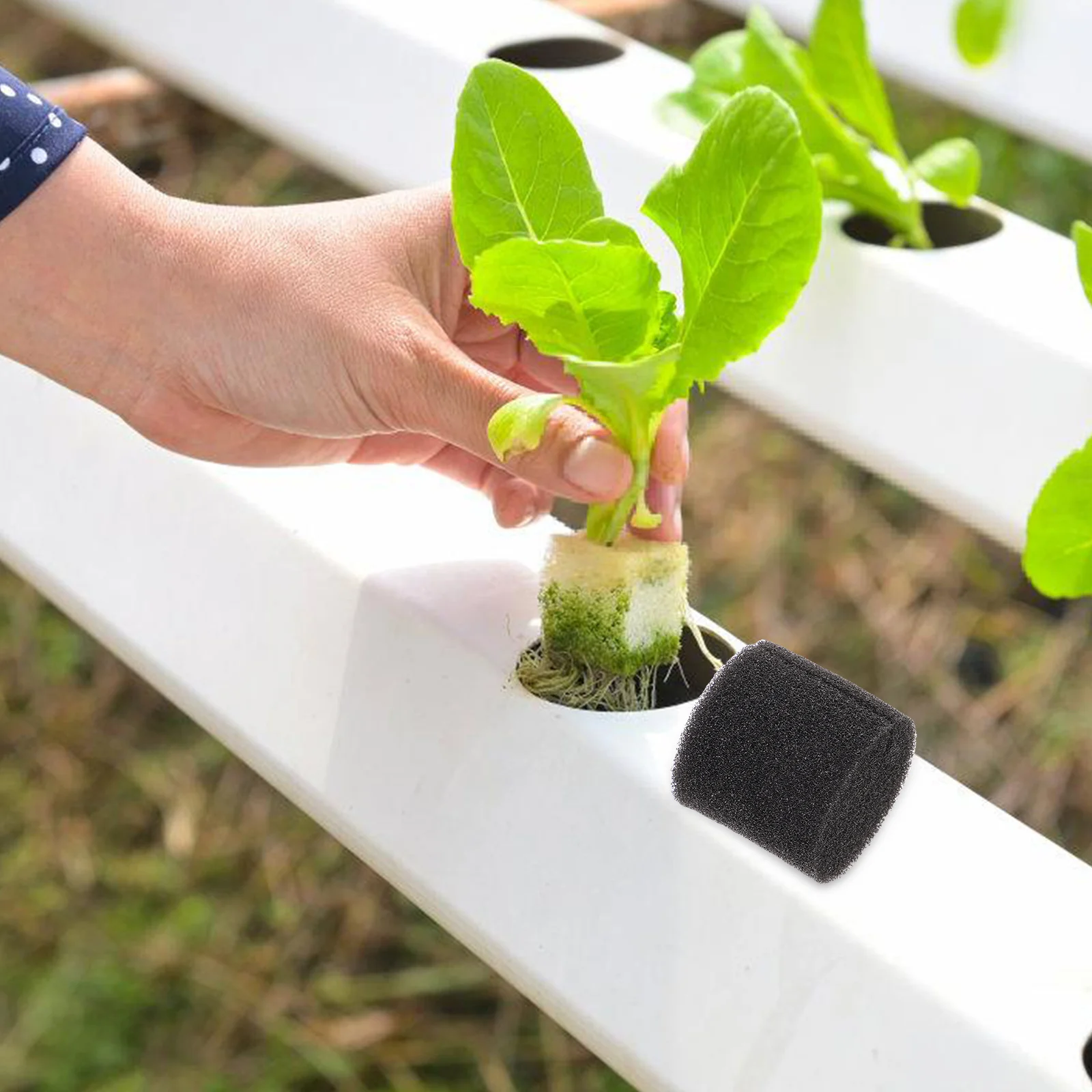 : Sols, paillis et milieux de plantation