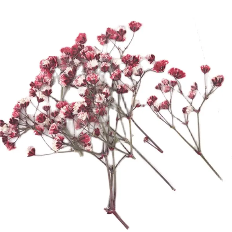 

Baby's Breath Pressed Flower Arrangements, Wall Painting Ornaments, Wholesale, 80 Pcs,2023