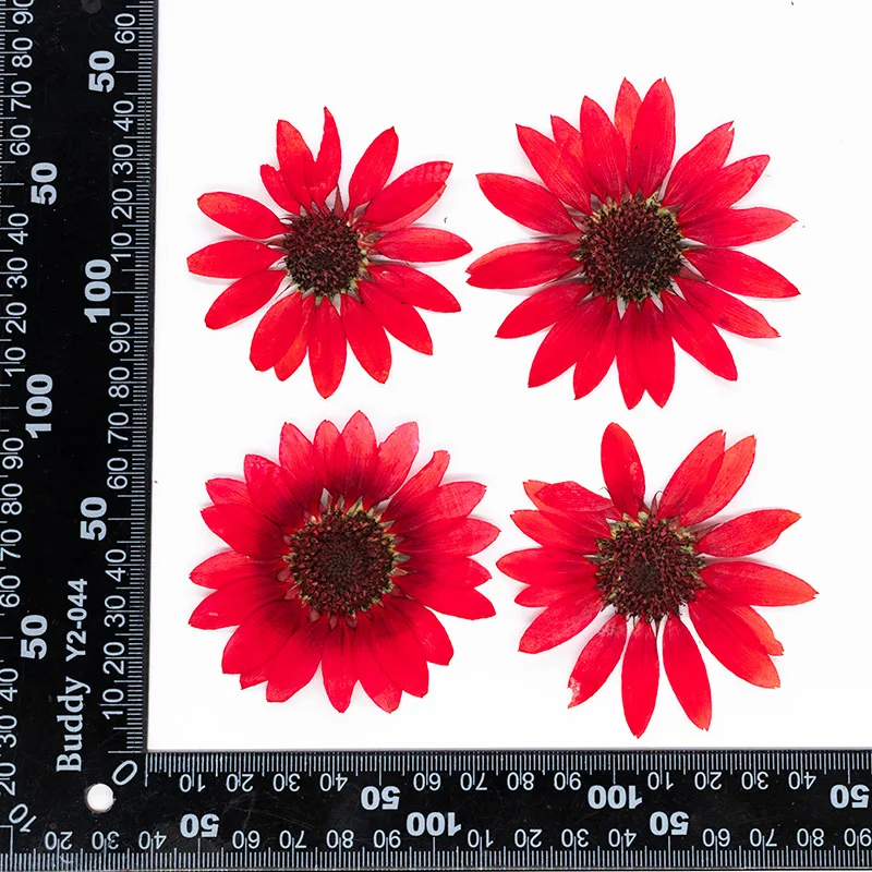 2 Stück, 6-8 cm, getrocknete gepresste Sonnenblumen für Harzformen, echte Blumen für DIY-Handyhüllen, Tischlampen, Wandkunst & Scrapbooking-Dekoration – Detail 8
