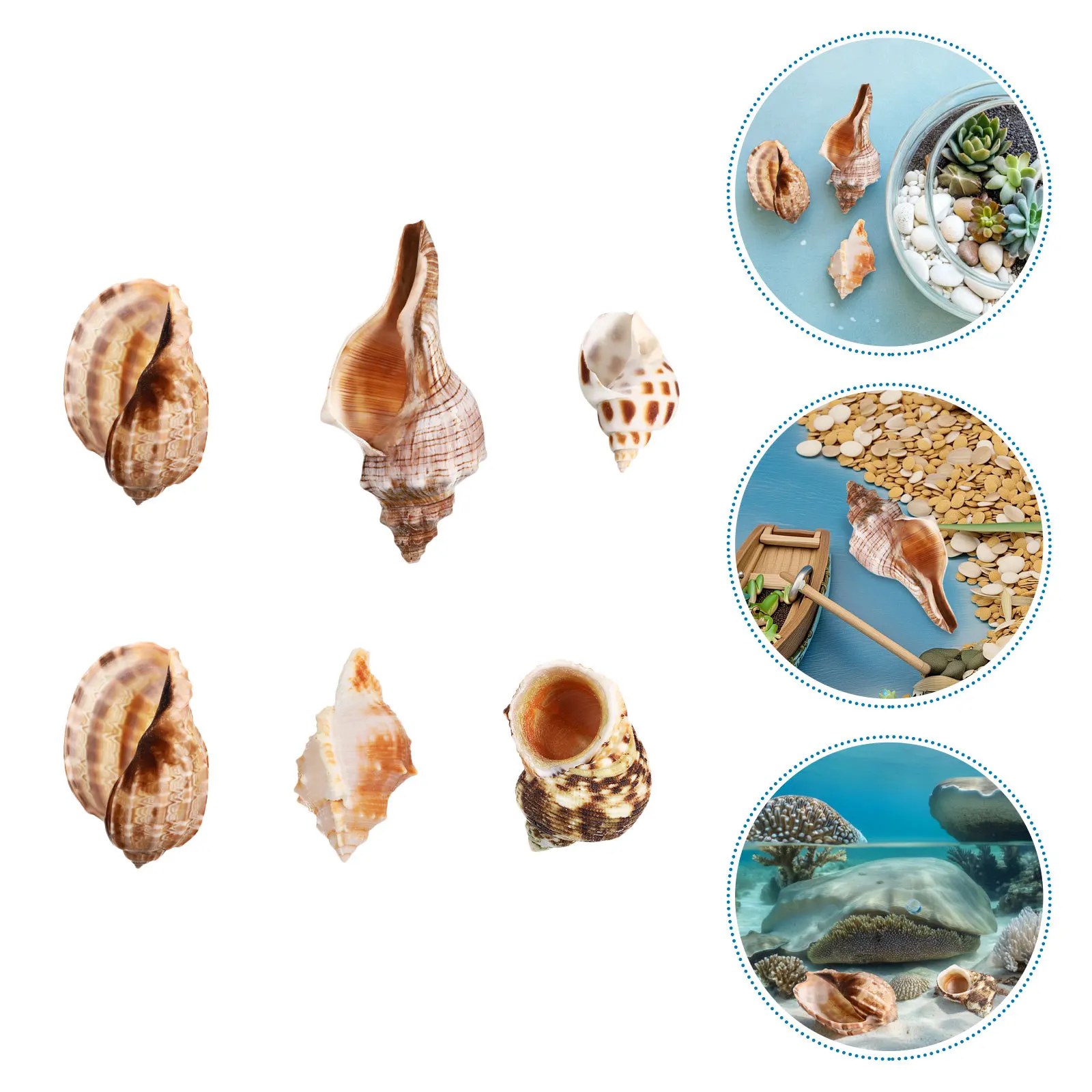

6Pcs Natural Conch Shells Aquarium Decoration Saltwater Crab Habitat Ocean Party Wedding Coastal Marine Supplies