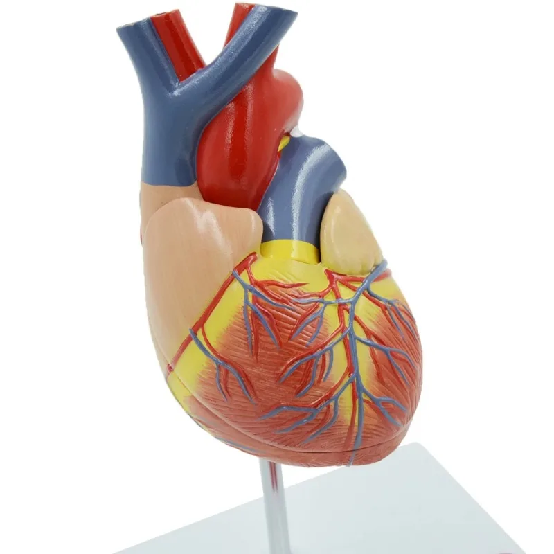 4 Stage Vascular Heart Anatomy Model Heart Blood Vessel Specimen Heart Structure School Medical