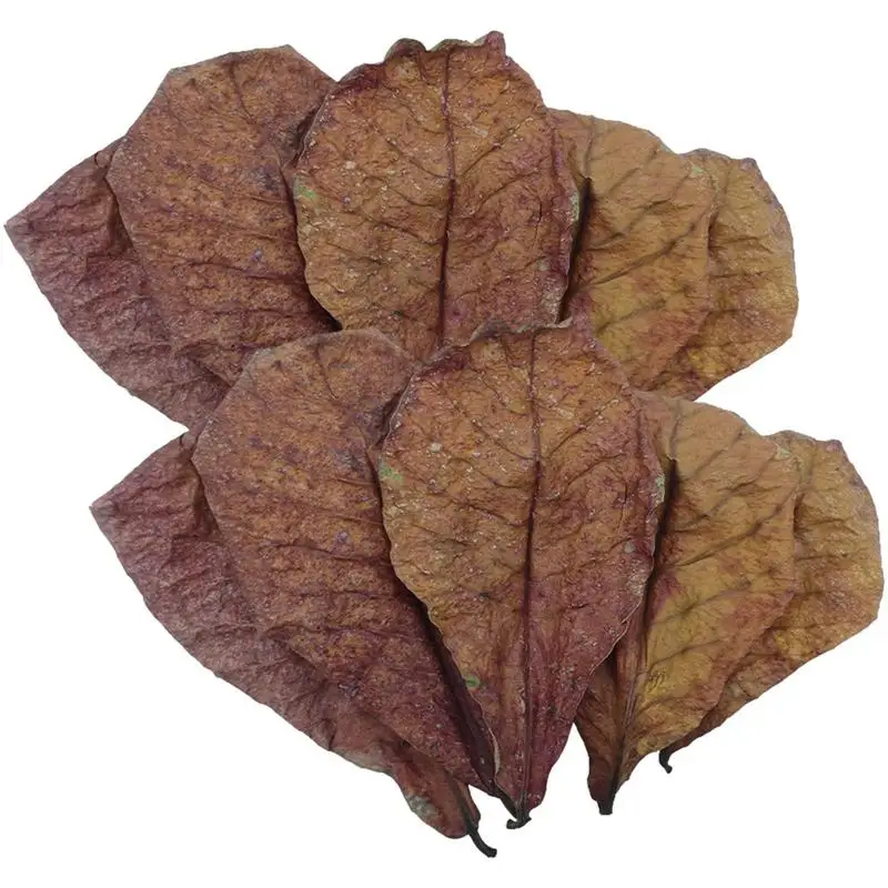 Aquarium Catappa Leaves Indians Almond Leaves For Reduce PH Softened Purified Water Quality For Fish Tank Pond & Aquarium