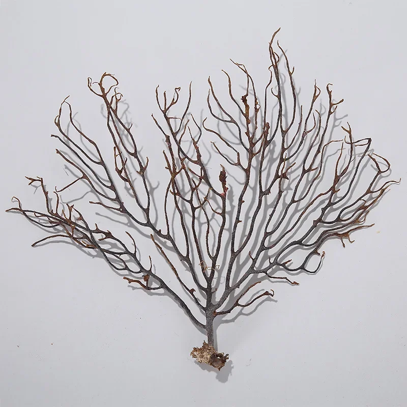 20-25cm Natural Real Dry Coral Plant Tree for Fish Tank Photo Frame Home Party Decoration