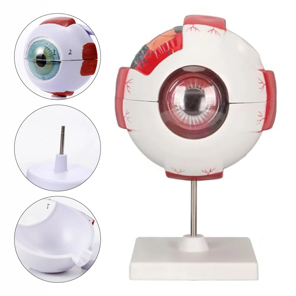 Anatomical Eye Model Magnification Eyeball Eyelid Model Disassemble 3/6 Times Enlarged Optic Nerve For Eye Special Teaching