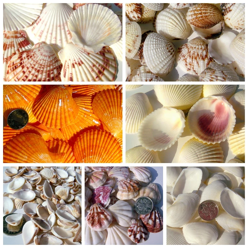 Natural Shells Conch Clams Scallop Shells Coconut Shells Bird Tail Clams Fish Tank Floor Window Display Wall Wall ID Handmade