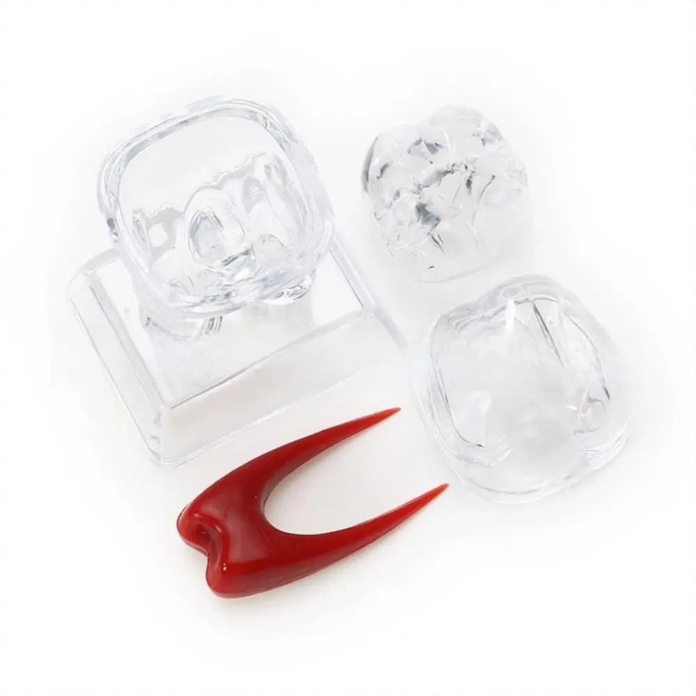 With Base Decomposable Dental Teeth Model Separable Detachable Tooth Disintegration Ornaments Transparent Single Tooth