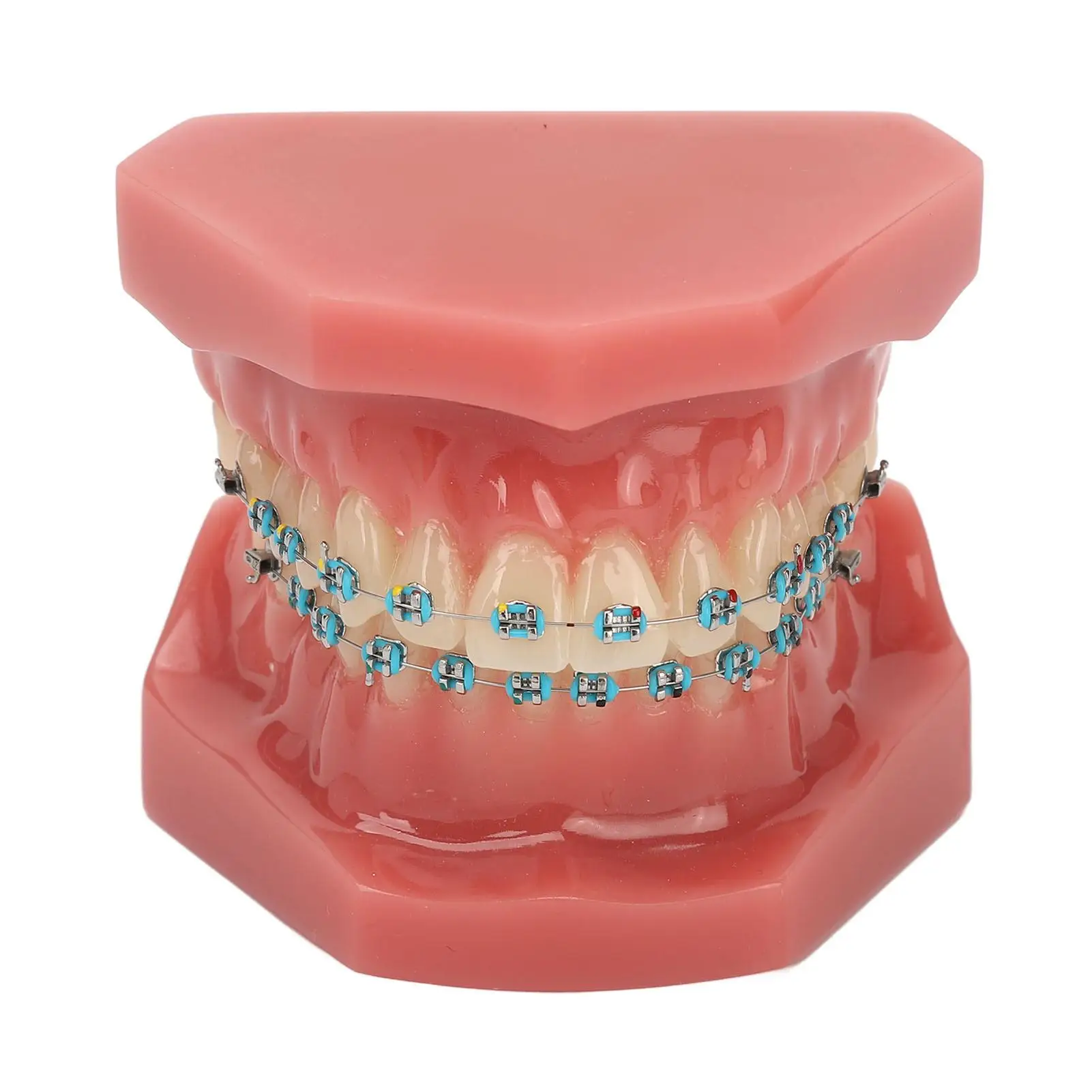 

Orthodontic Tooth Model Educational Teeth Anatomy for teaching Aid Dental Study Tool