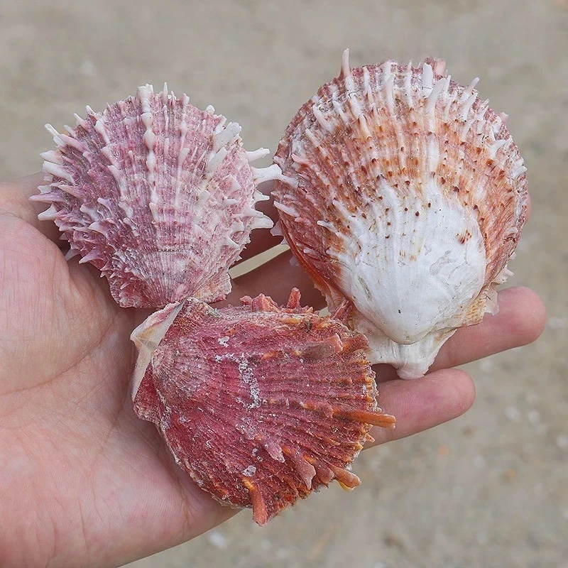 3pcs Mixed Clam Natural Shell Conch Chrysanthemum 6Cm Clam Specimen Snail Scallop Home Decoration Ornament Fish Tank Landscape view 4
