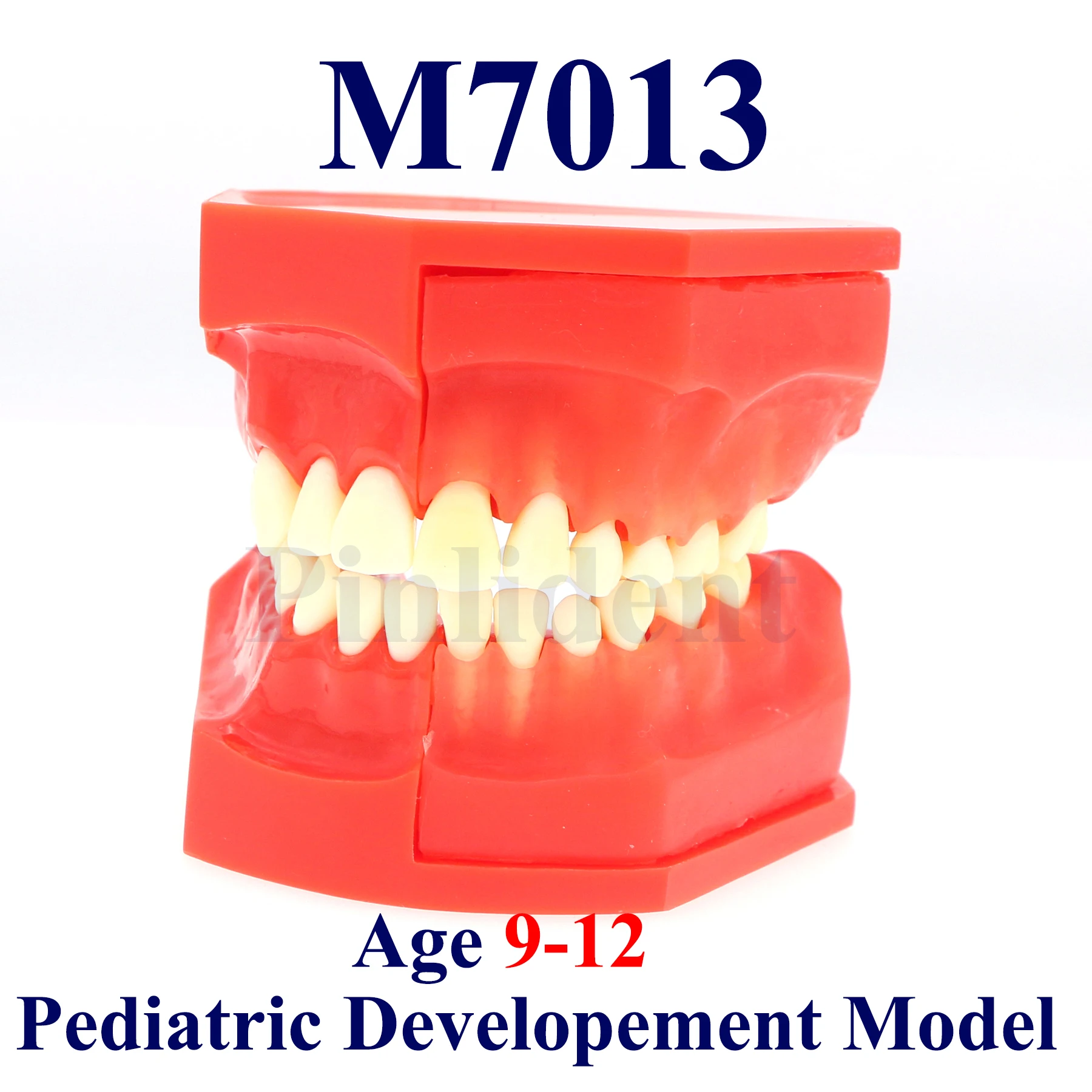 

Модель зубных зубов M7013, модель постоянного зуба Typodont, детская развивающая модель, возраст 9–12 лет, демонстрационное исследование, обучение