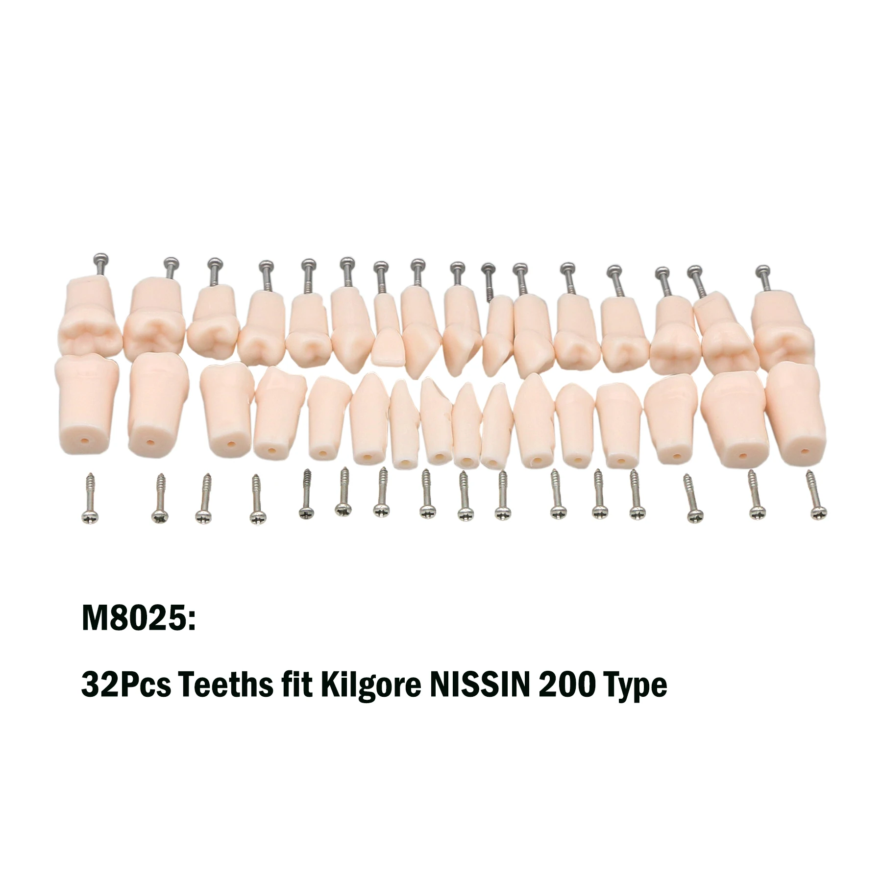 Kilgore Nissin نموذج Typodont لطب الأسنان ، أسنان بديلة لولبية ، قابلة للإزالة ، نوع ، 32