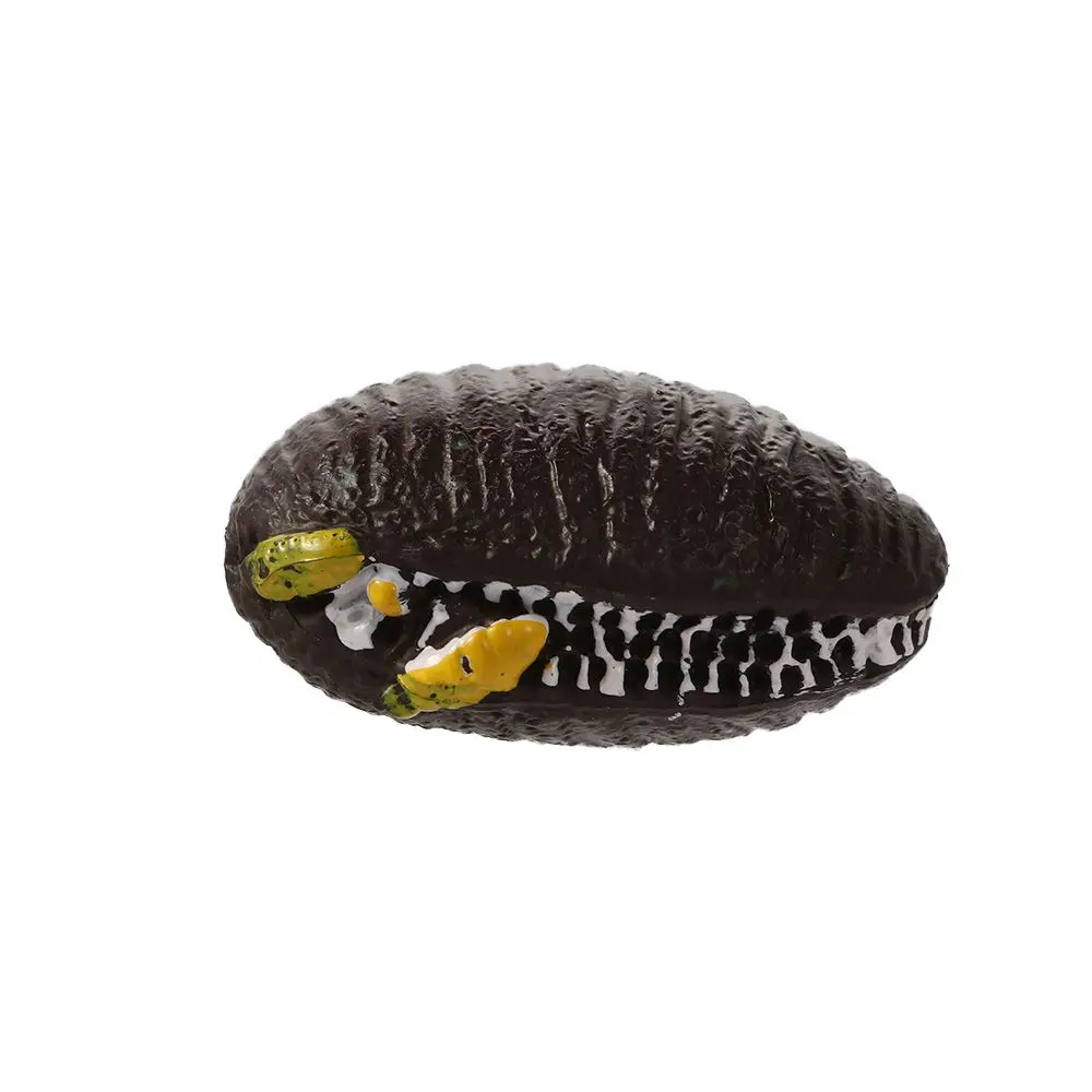 Ornamentos do ciclo de crescimento crianças biologia cognitiva ciclo de vida figuras caracol ciclo de crescimento mantis estatueta orando mantis brinquedo