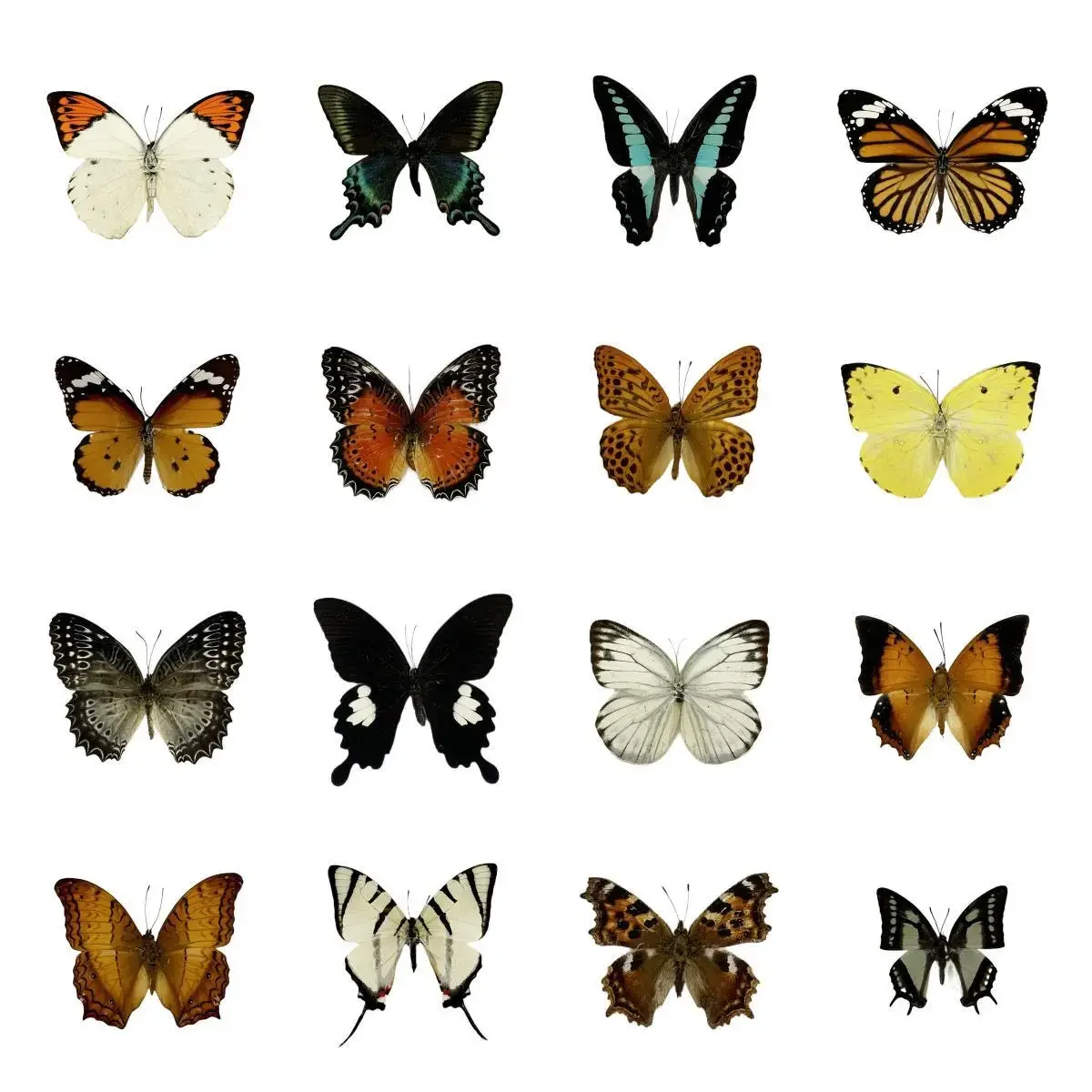 

20Pcs Natural Unmounted Butterfly Specimen Artwork Material Decor