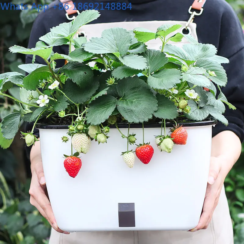 أصيص زهور نبات الفجل الأخضر بوعاء زراعة الخضروات البلاستيكية وعاء شرفة صندوق مستطيل لزراعة الخضروات