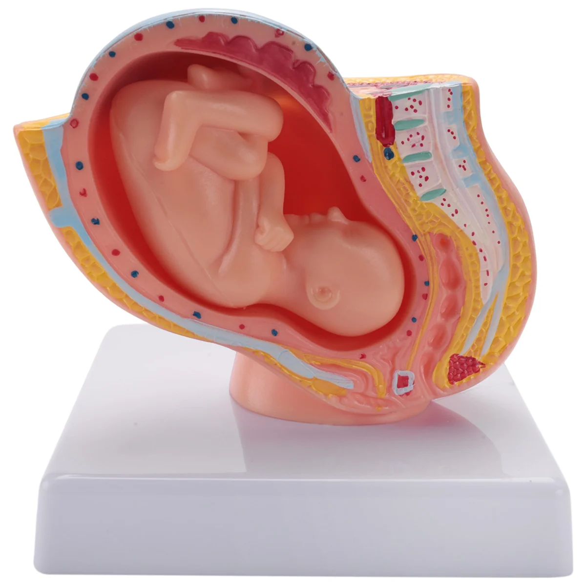 Human Female Anatomical Pelvic Fetal Model Pregnancy The Fetus Uterine Embryo Development Anatomy Pelvis Model Medical Teaching