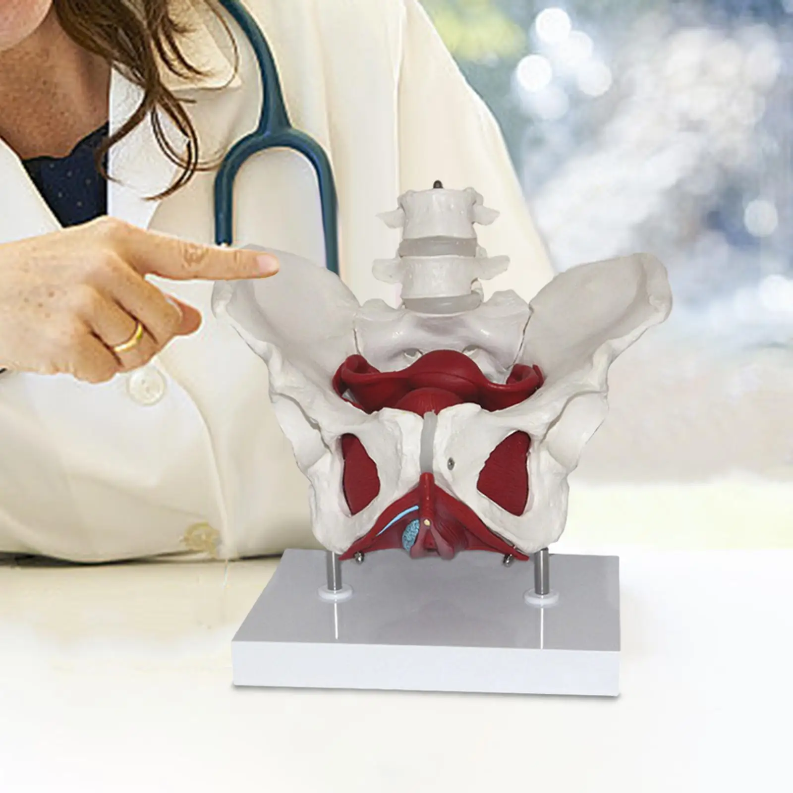 

Female Pelvis Model Skeleton Medical Model Life Size Hip Bone Pelvic Model for Midwife in Obstetrics Patent Communication