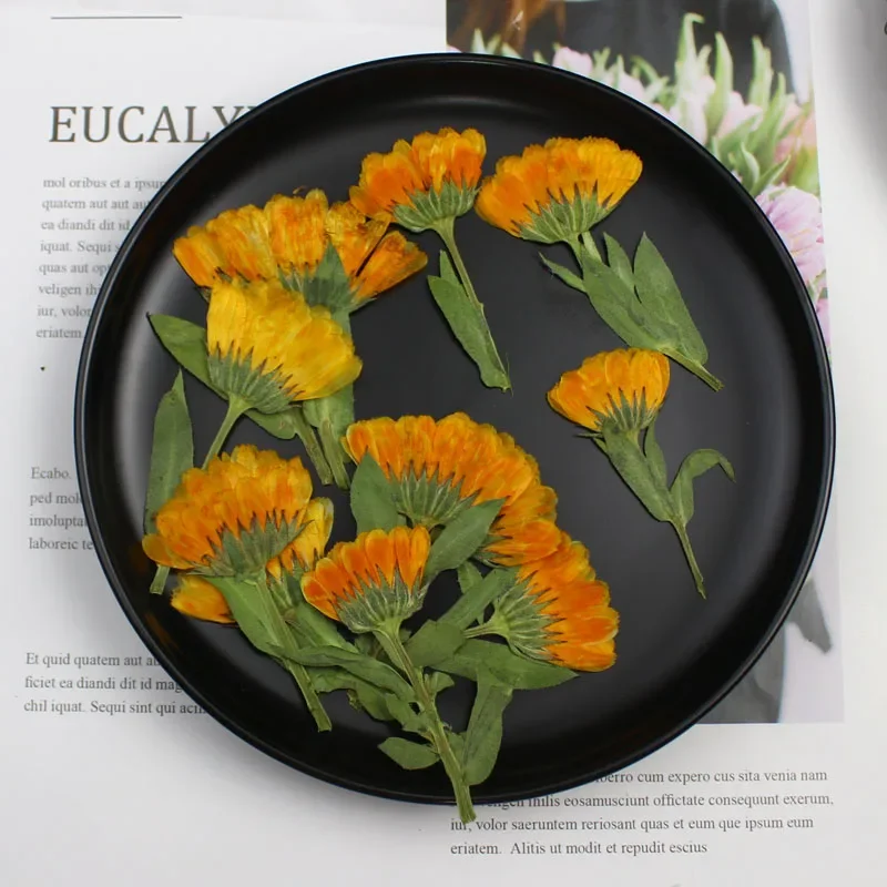 60pcs 4-6cm Side Pressed Dried Calendula Officinalis Flower Plant Herbarium For Jewelry Postcard Invitation Card Bookmark Craft