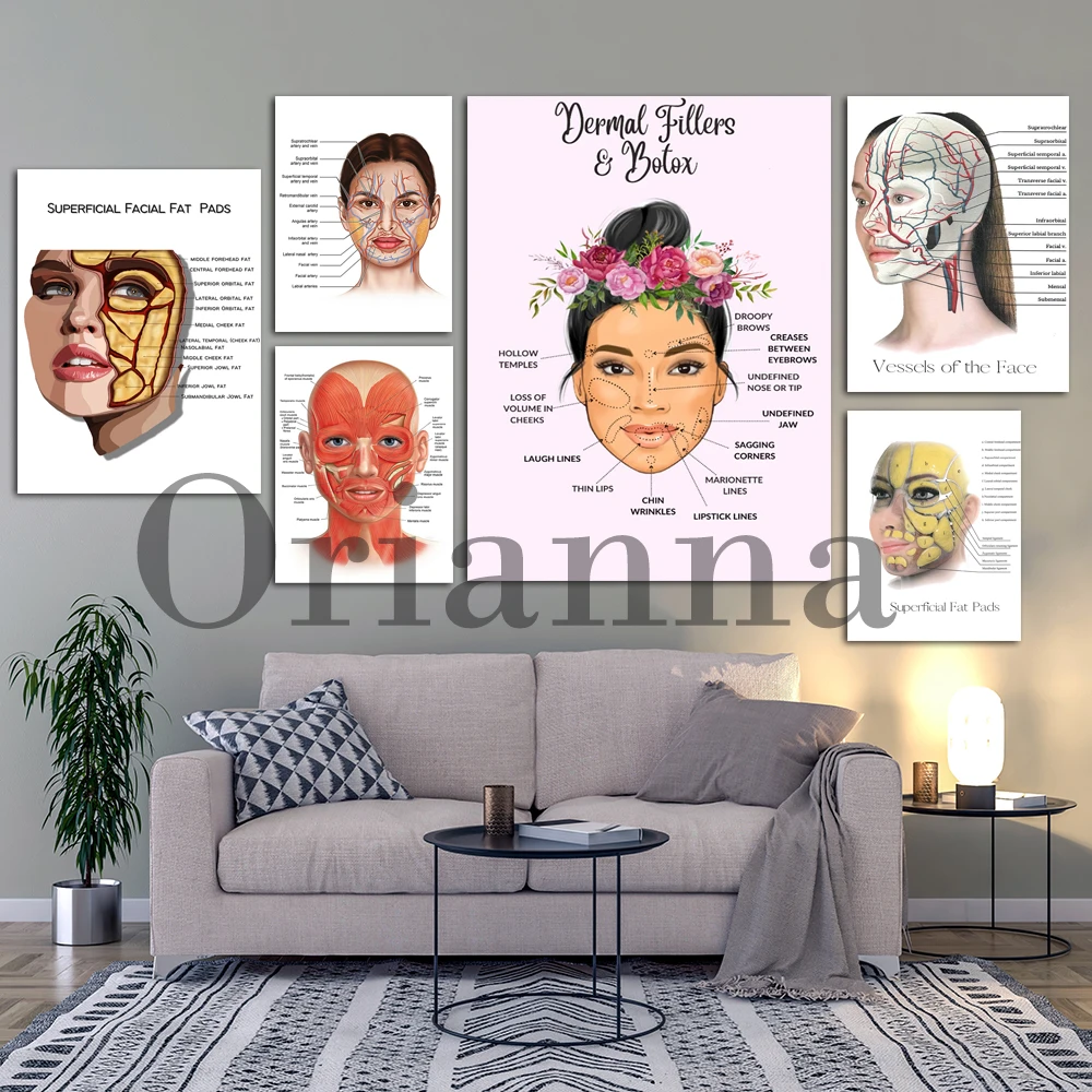 Female Face Anatomy And Physiology Muscles Vessels And Fat Pads Dermal Fillers And Botox Print Poster Doctor Clinic Salon Decor