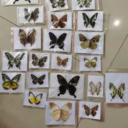 Natural real butterfly specimen teaching aid teaching specimen DIY winged butterfly specimen transparent bag Random shipment