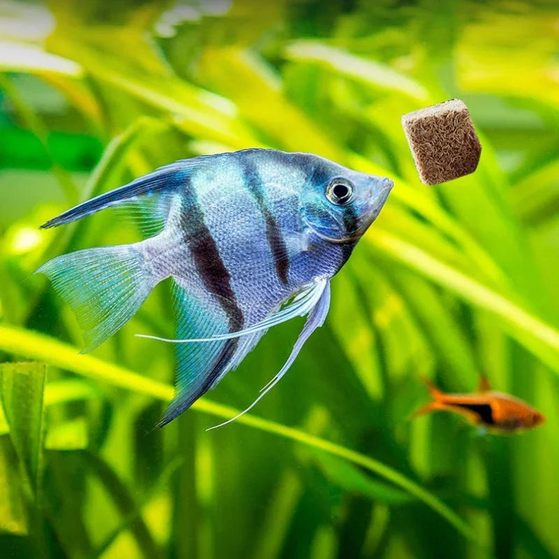 AC-Fish Freeze Dried Bloodworms for Tropical Fish - Red Worm Cubes for Guppy, Betta, Angelfish, Cichlid - Fish Food Sticks view 6
