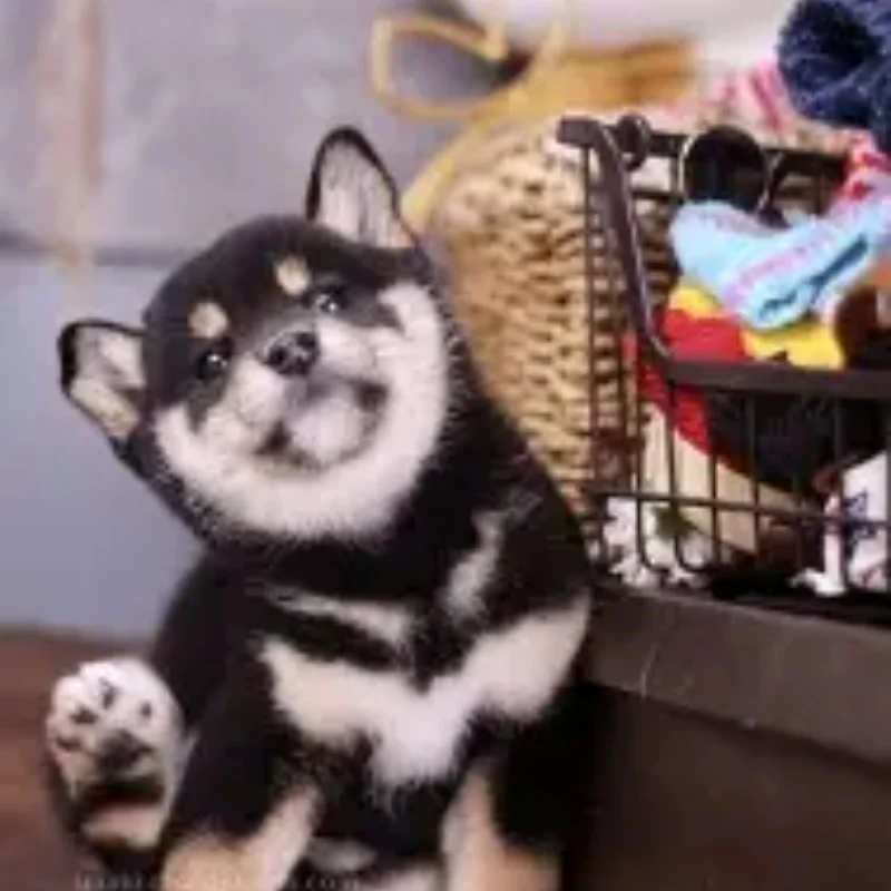 Мини-чехол для DJI RS4, портативная сумка для хранения, дорожная сумка из искусственной кожи для DJI Ronin 4, мини-ручной стабилизатор, аксессуар