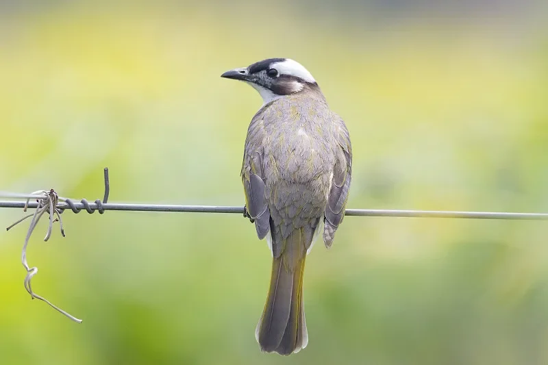 

Приемник BAYCK ELRS 915 МГц NANO PRO — TCXO, 500 МВт, Т-образная антенна (для радиоуправляемых дронов с фиксированным крылом дальнего действия)