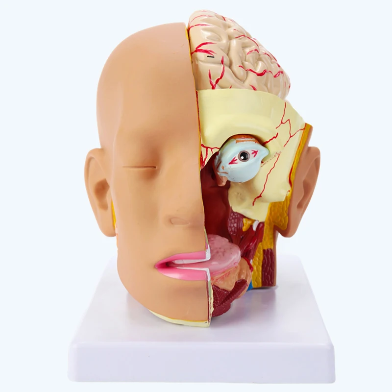 4-part Head Anatomy Model Skull, Cerebellum, Eyeball, Oral and Nasal Cavity Anatomical Medical Teaching Equipment