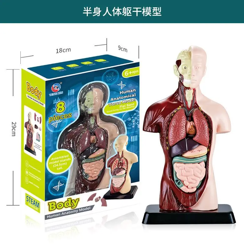 3D Human Body Torso Model for Kid Anatomy Model Skeleton Steam Game DIY Organ Assembly Educational Learning Toy Teaching Tool