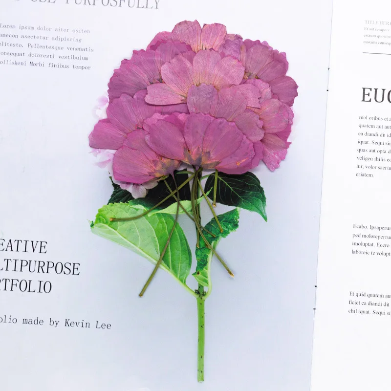 12 Stück, echt gefärbte gepresste Kosmosblumen, natürliche Pflanzen für DIY-Lesezeichen, Schulprojekte, Grußkarten & Heimdekoration – Detail 5