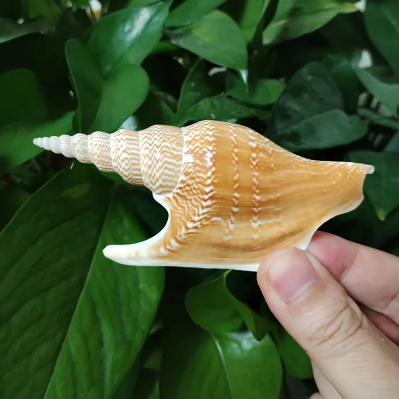 10-12cm Natural Lister's Conch Golden Axe Phoenix Seashells Fish Tank Decoration Collection landscape Ornaments DIY Materials