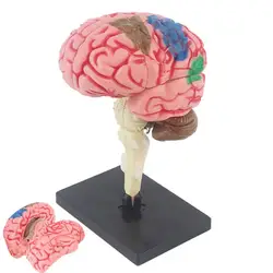 Modello anatomico del cervello 3D con base display con codice colore per identificare le funzioni del cervello Modello di anatomia didattica per il fai da te