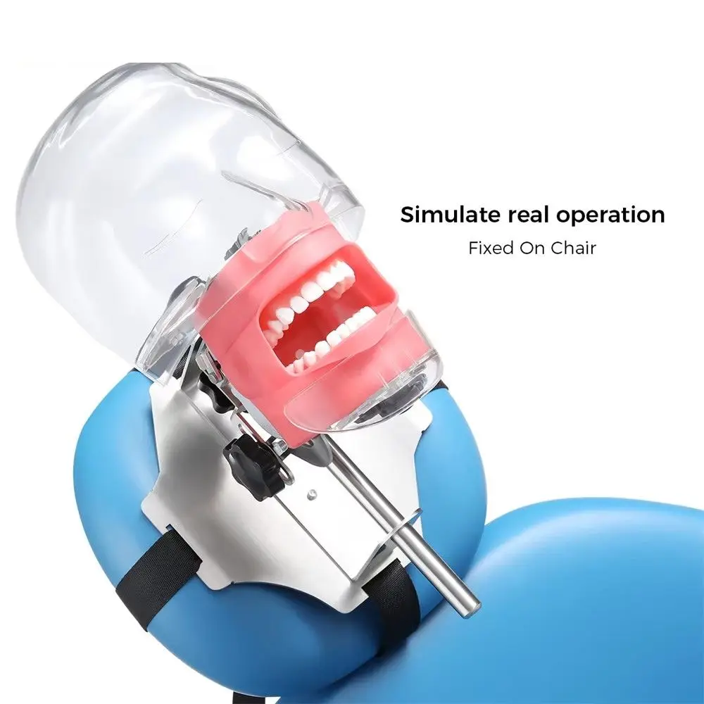 Dental Simulator Mannequin Head Teaching Head Mold Typodont Tooth Model with 28 Removable Teeth for Simulations Practice