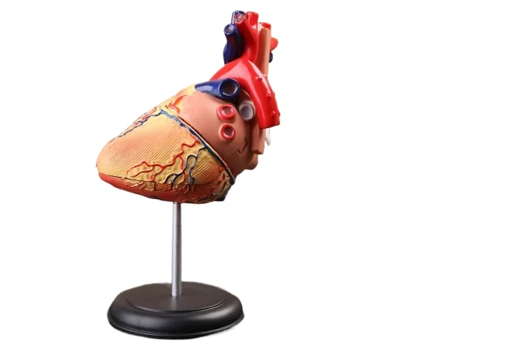 

3d hear model colored heart assembled Human Anatomy dimensional model