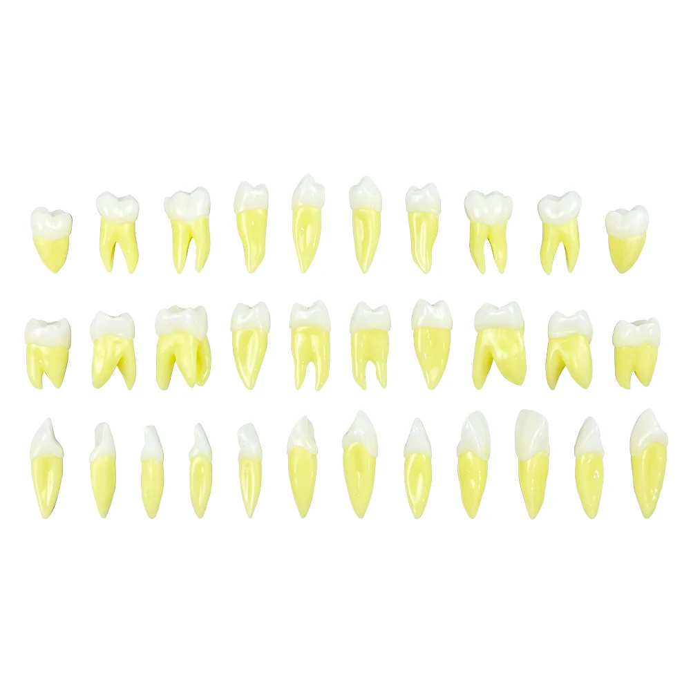 Dental 2.5 Times Permanent Tooth Model Oral Restoration Independent Tooth Model Dental Education and Learning Model Supply