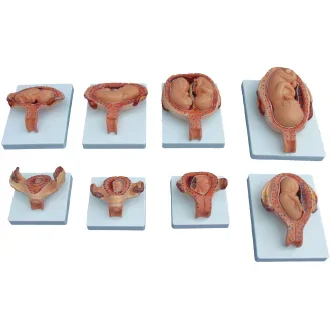 XC-414A The Development Process for Fetus (Half-Size)