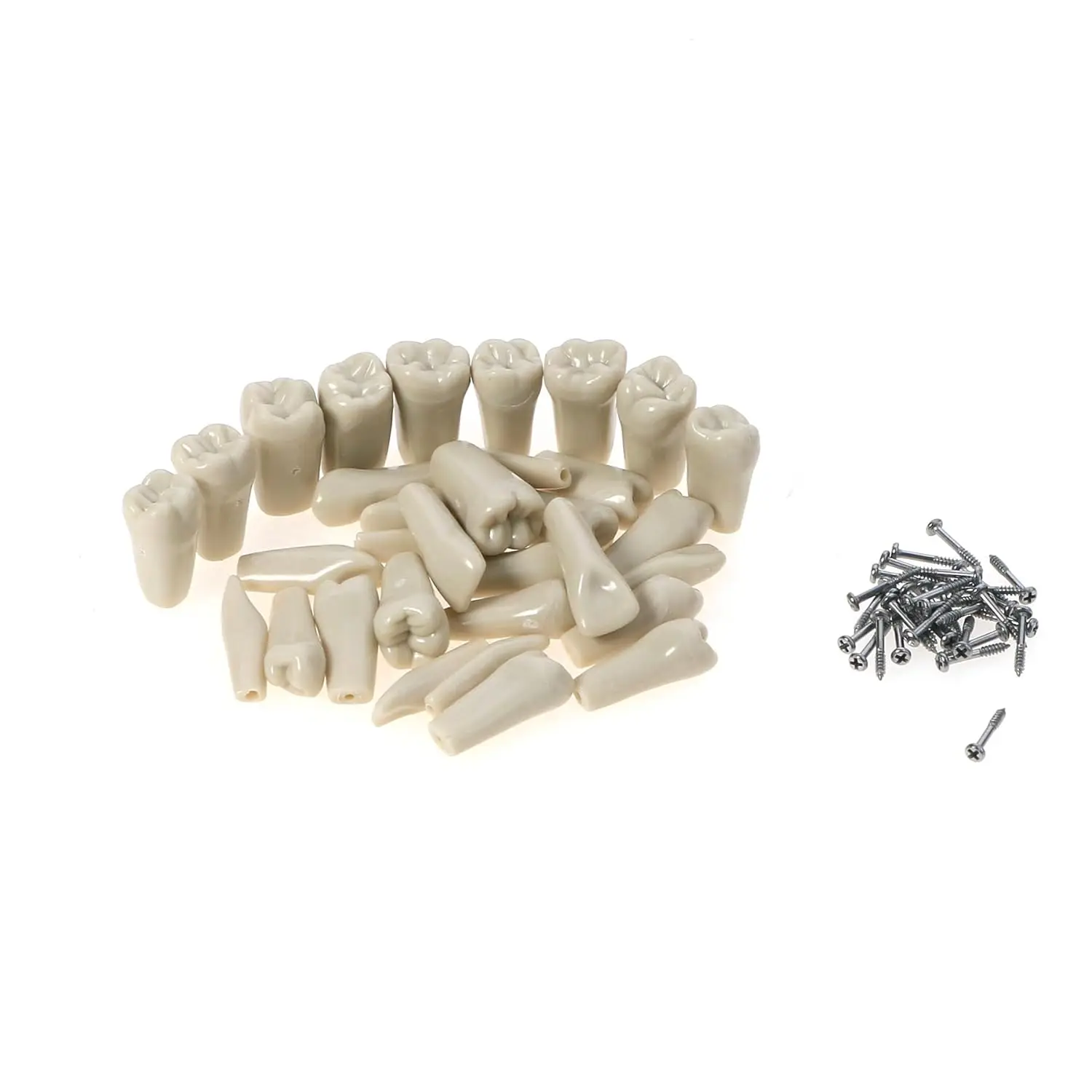 Standard Durable Columbia 860 Removable 32Pcs Screw-in Teeth Dental Typodont Model Dental Student Study Practice