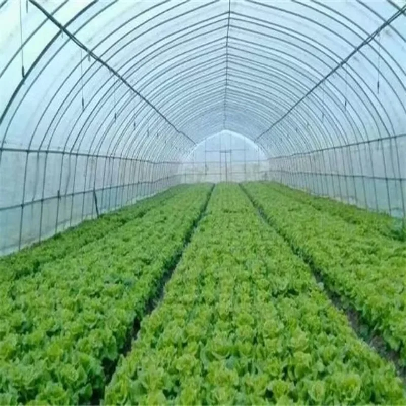 

Plastic Film Greenhouse with Steel Frame Structure for Farming