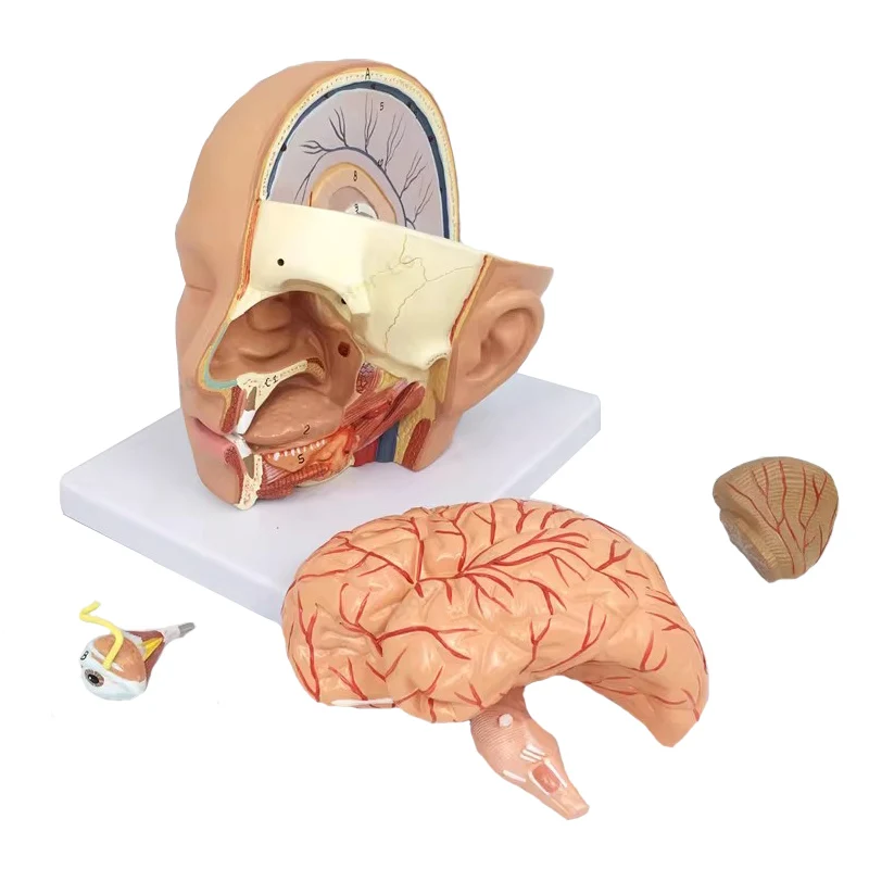 

Анатомическая модель головы человека, череп, мозг, мозг, артерий, анатомическая модель, медицинское обучение, образовательная