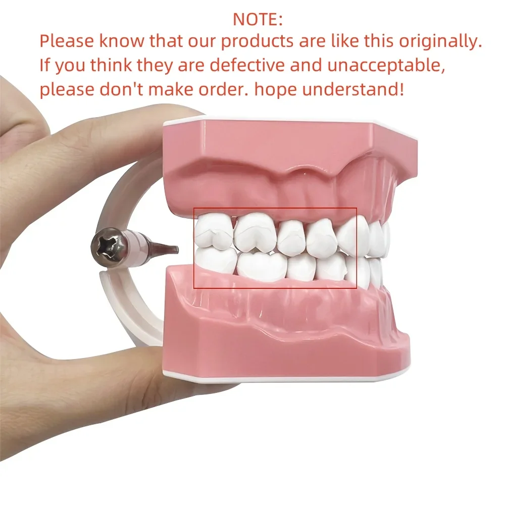 Dental Model Oral Care Teaching Demonstration Model Brushing Flossing Practice Teeth Typodonts Model for Kids Education Studying