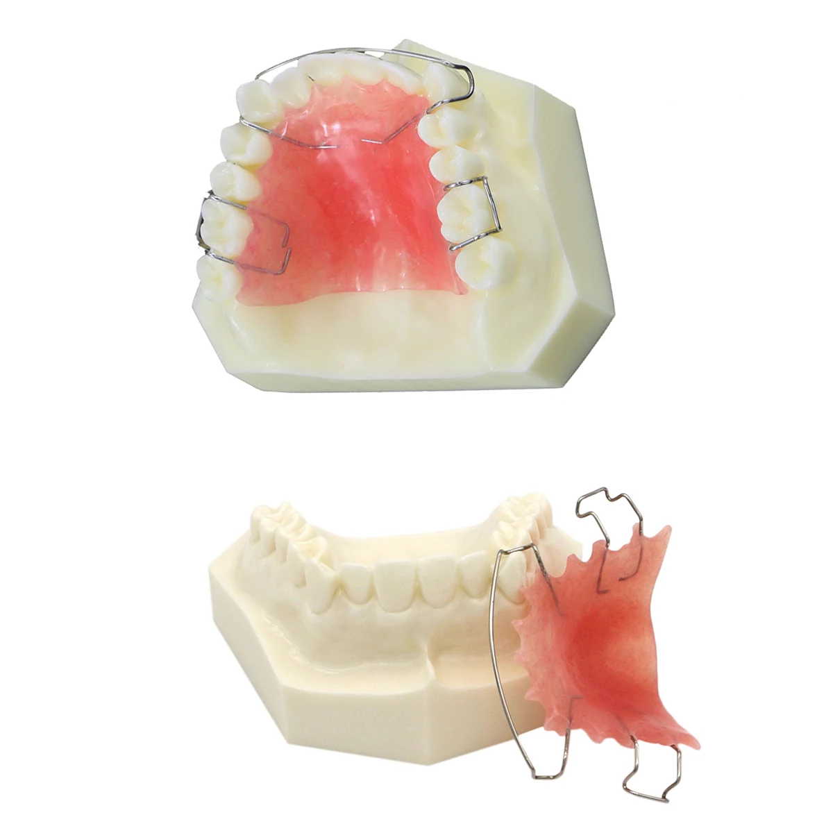 Retenue pour le redressement des dents, espace dentaire parfait pour les étudiants, modèle d'enseignement des dents