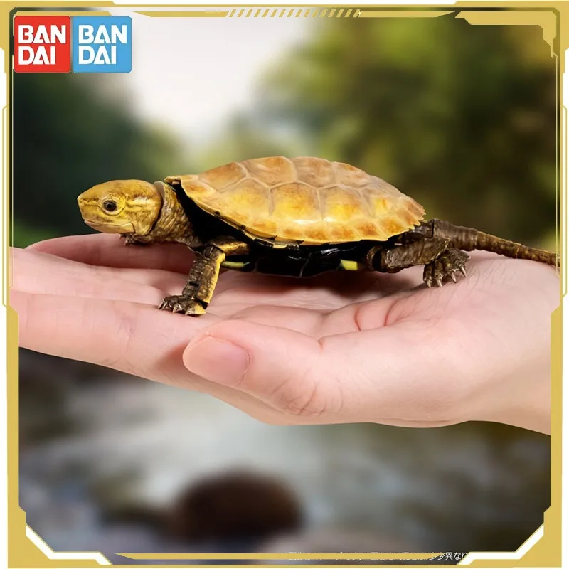 

Bandai Original Gashapon Biology Encyclopedia Turtle 02 Movable Model Ornaments Action Figure Toys for Boys Girls Kids Gift